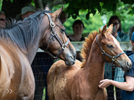 KS300622-29 - Cupboard Love & foal by Territories